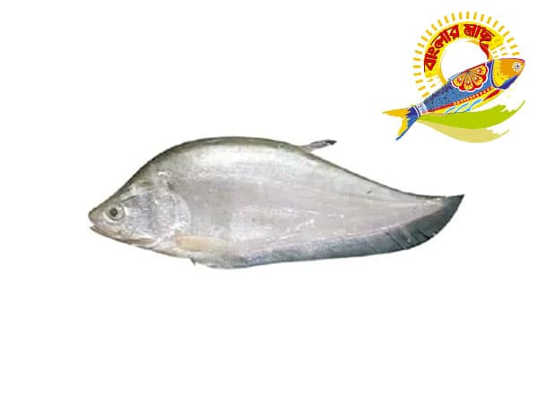 Folly 300gm-500gm — Fish & Seafood
