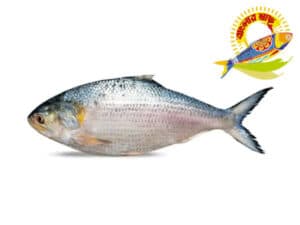 Banglar Hilsa — Fish