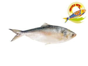 Banglar Hilsa — Fish