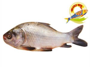 Katla (3kg-10kg) - 10 Kg Up — Fish
