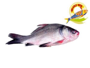Katla (3kg-10kg) - 3kg Up — Fish