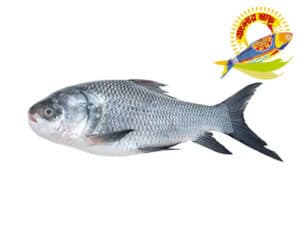 Katla (3kg-10kg) - 5kg Up — Fish