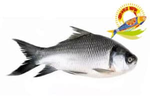 Katla (3kg-10kg) - 7 Kg Up — Fish
