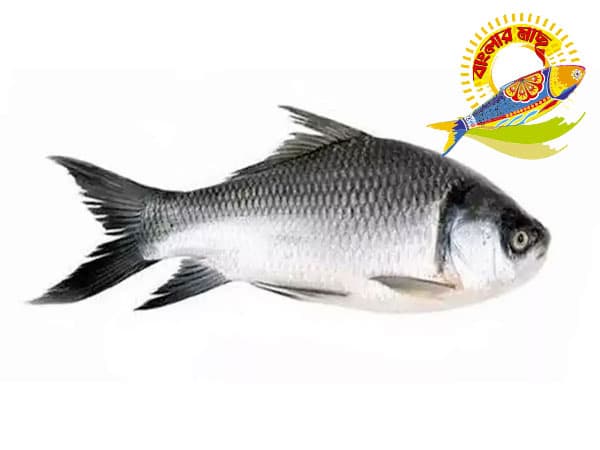 Katla (3kg-10kg) — Fish & Seafood