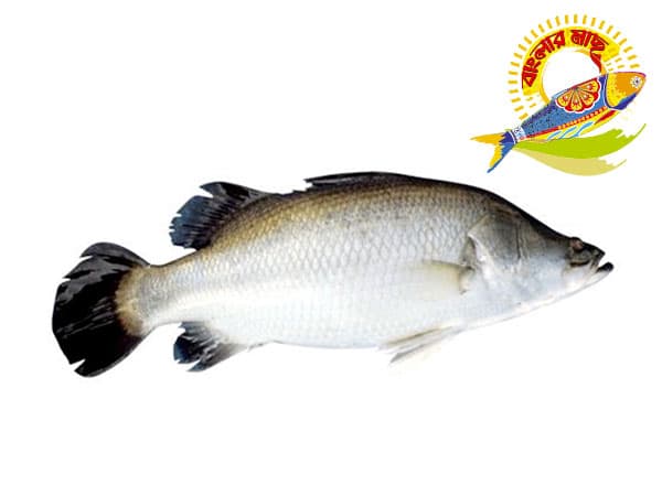 Koral (1kg-5kg) — Fish & Seafood