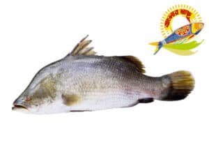 Koral (1kg-5kg) - 5kg Up — Fish