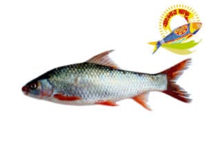 Mrigal (2kg-6kg) - 2 Kg Up — Fish