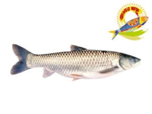 Mrigal (2kg-6kg) - 3 Kg Up — Fish