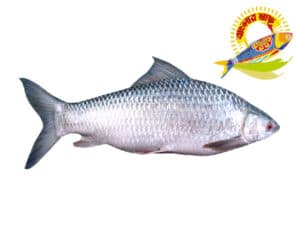 Mrigal (2kg-6kg) - 4kg Up — Fish