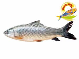 Mrigal (2kg-6kg) - 5 Kg Up — Fish