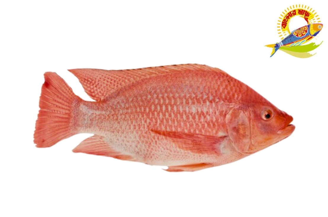 Red Tilapia (600-800)Gm — Fish & Seafood