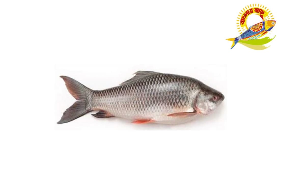 Rohu (2000-3000)Gm Up — Fish & Seafood