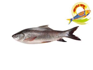 Rohu (1.5kg-6kg) - 2kg Up — Fish