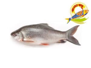 Rohu (1.5kg-6kg) - 3kg Up — Fish