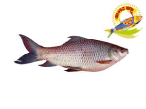 Rohu (1.5kg-6kg) - 4kg Up — Fish