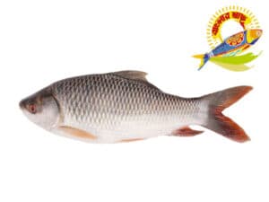 Rohu (1.5kg-6kg) - 5kg Up — Fish