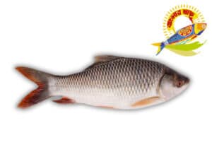 Rohu (1.5kg-6kg) - 6kg Up — Fish