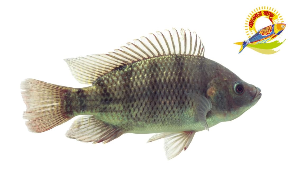 Black Tilapia ( 400-1000)Gm — Fish & Seafood