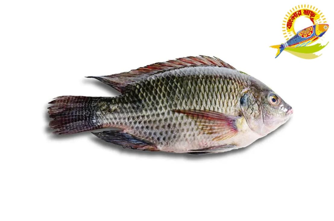 Black Tilapia ( 400-1000)Gm - 600-800gm/Pc — Fish