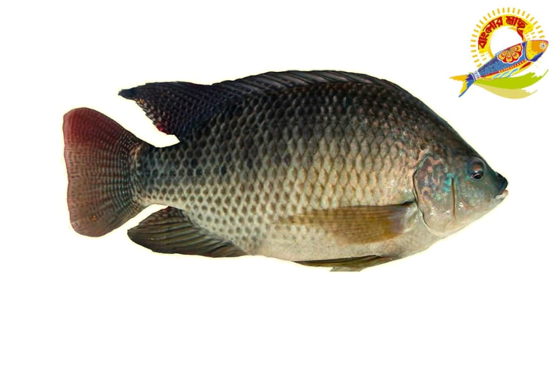 Black Tilapia ( 400-1000)Gm - 800-1000 Gm/Pc — Fish & Seafood