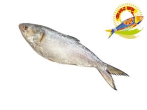 Banglar Hilsa — Fish