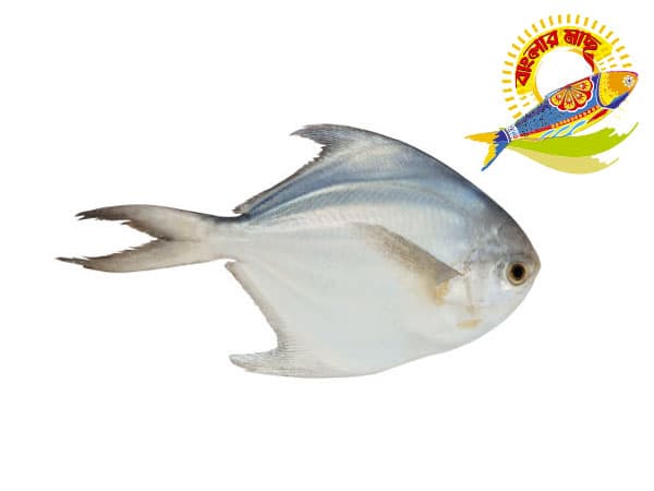Silver Pomfret 100gm-300gm - 100-200gm — Fish