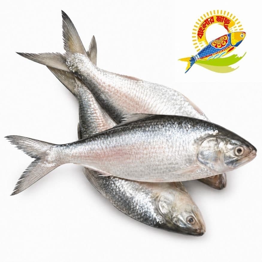 Banglar Hilsha Special Pack (3pcs-5pcs) - 1800gm — Fish