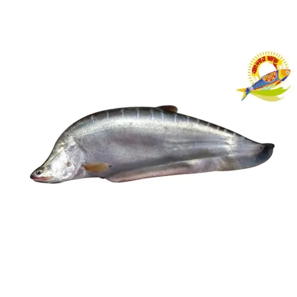 Chital (4-6) Kg Up — Fish & Seafood