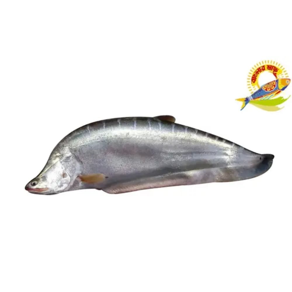 Chital - 6 Kg Up — Fish