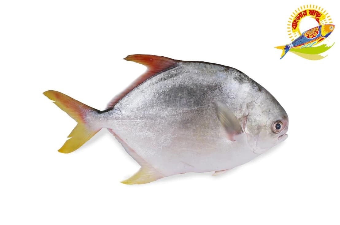 Golden Pomfret 400 Gm Up/Pc — Fish & Seafood