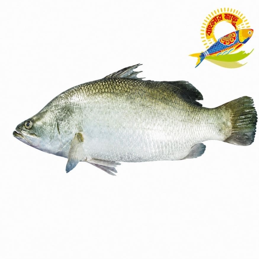 Koral (1kg-5kg) - 2 Kg Up — Fish & Seafood