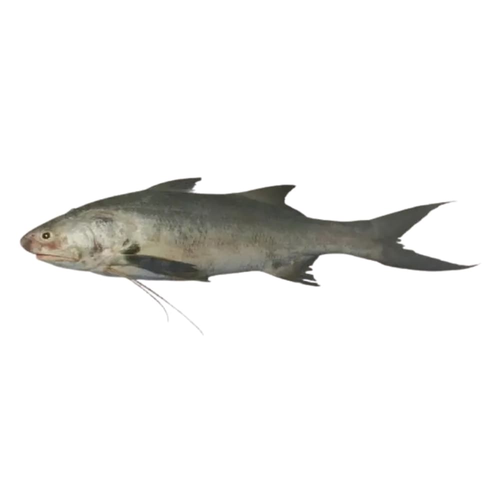 Lakkha Fish (G) Banglar Maach — Fish & Seafood
