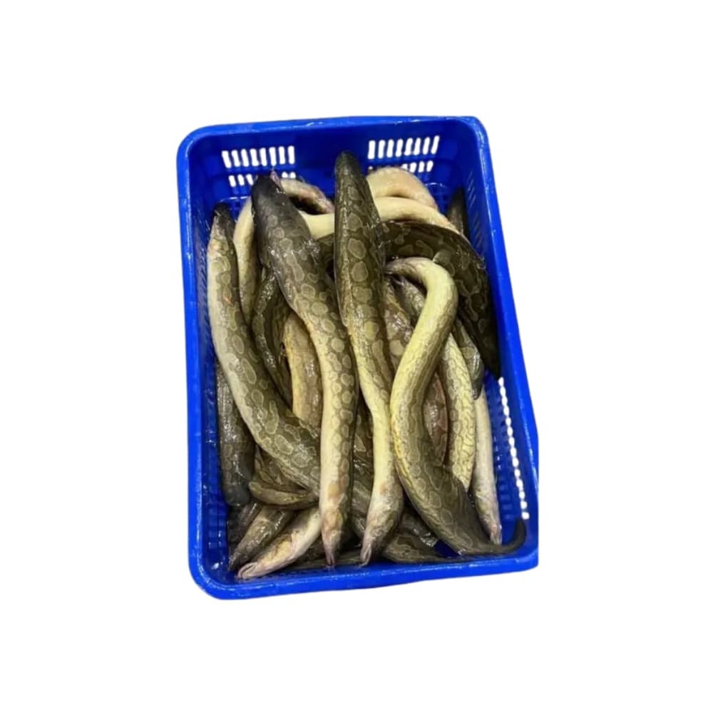 Long Baim - 20 Inches Up — Fish