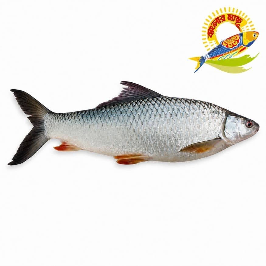 Mrigal (2kg-6kg) - 6kg Up — Fish