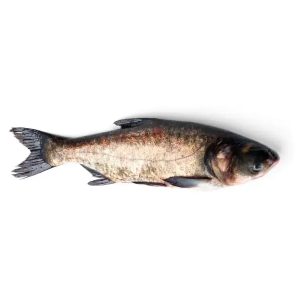 Silver Carb (Big Head) — Fish & Seafood