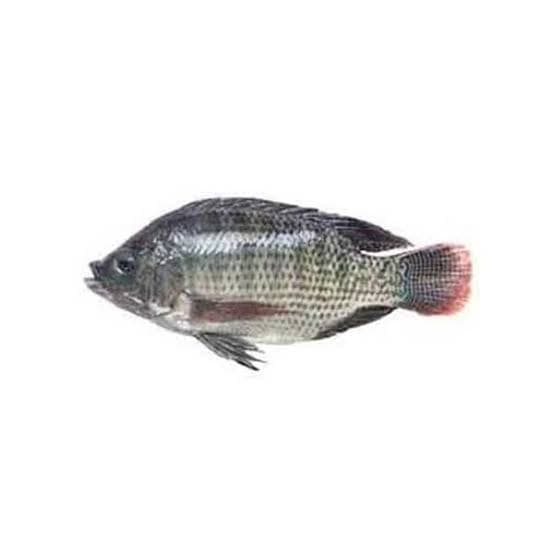 Tilapia (400-600gm/Pc) Clean — Fish & Seafood