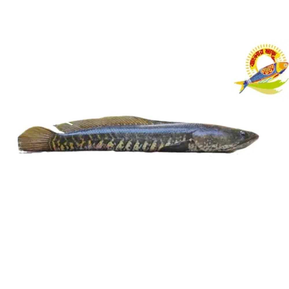 Whole Shoil (800-1500)Gm /Pc - (1200-1500)Gm — Fish