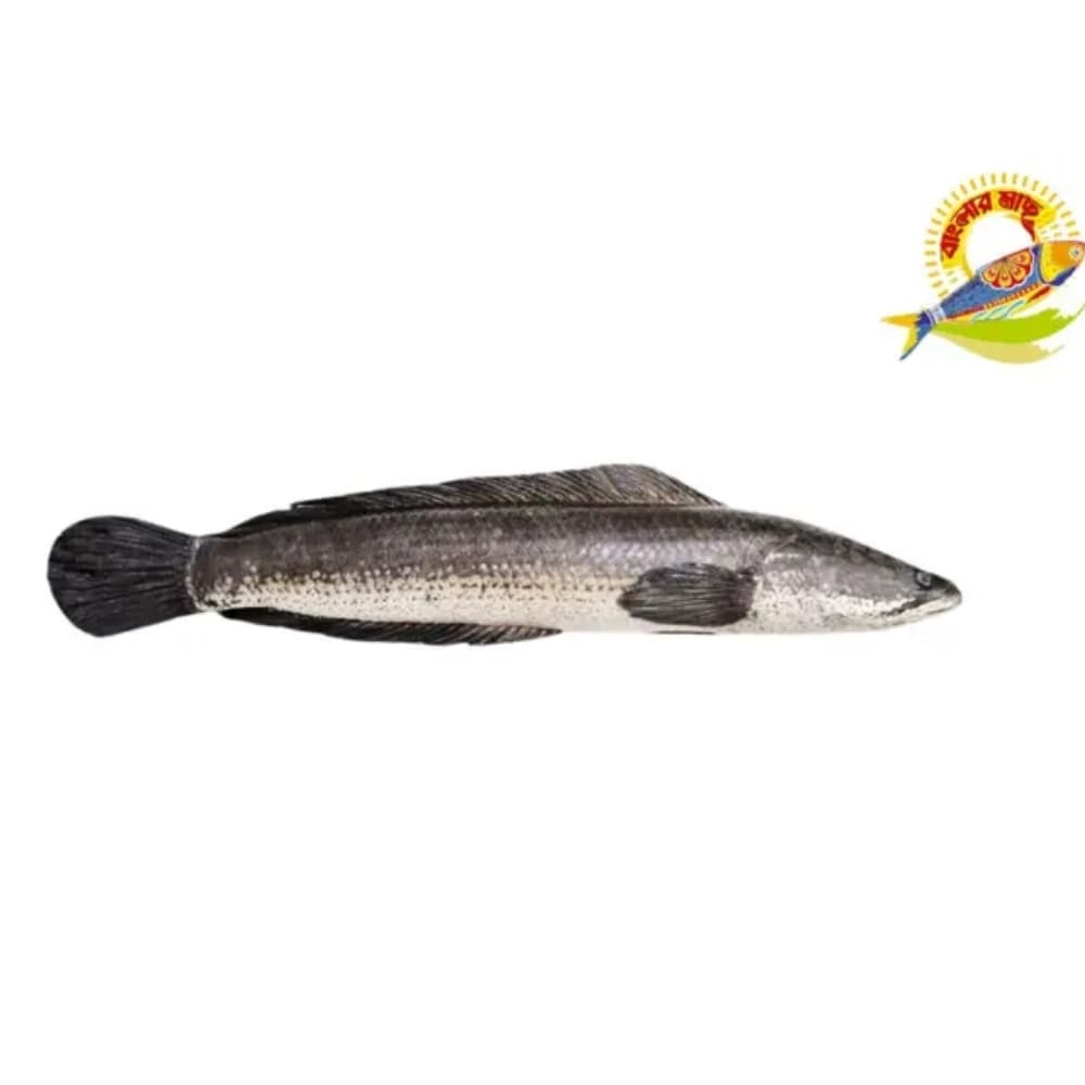 Whole Shoil (800-1500)Gm /Pc — Fish & Seafood
