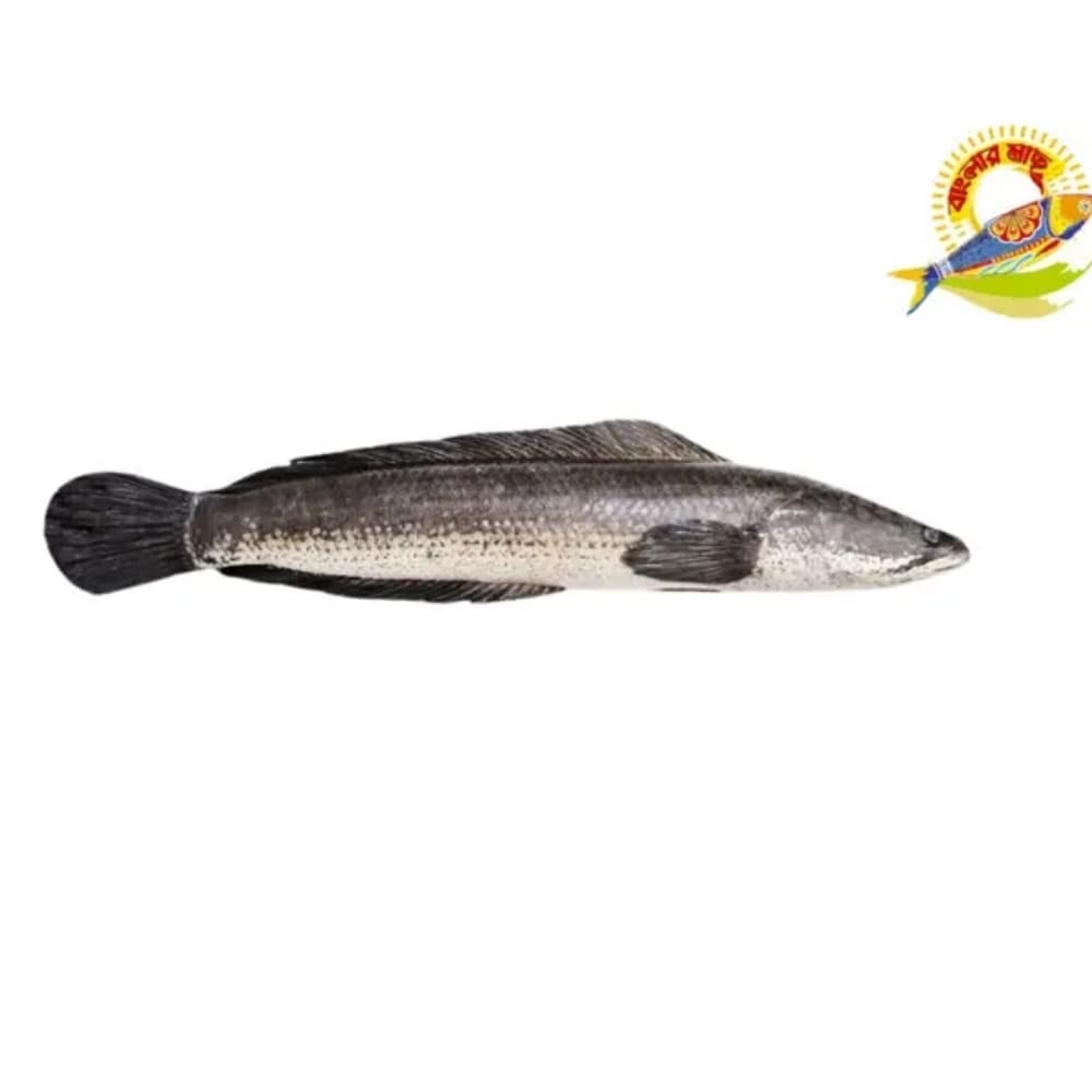 Whole Shoil (800-1500)Gm /Pc - (800-1200)Gm — Fish